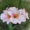 Artificial Alstroemeria Stem Blush Pink 48cm - A051 A4