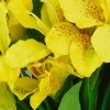 Silk Alstroemeria Bundle Yellow 35cm - A013 B3