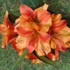 Artificial Alstroemeria Stem Orange 48cm - A050 B2