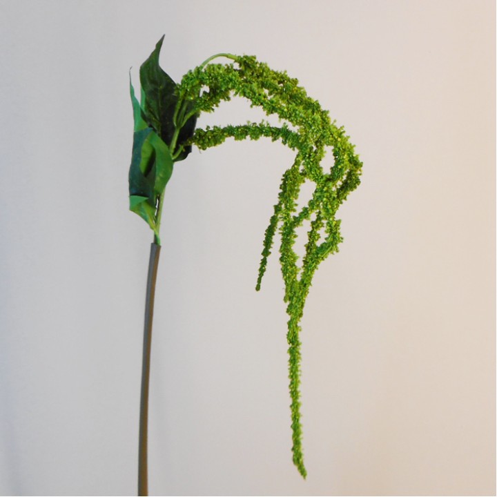 Amaranthus Amaranthus