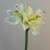 Artificial Amaryllis Flowers Cream 55cm - A061 