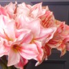 Artificial Amaryllis Pink White 40cm - A118 HH4