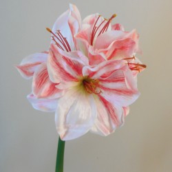 Artificial Amaryllis Pink White 40cm - A118 HH4