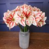 Artificial Amaryllis Red Cream 40cm - A031 HH4 Artificial Amaryllis Red Cream 40cm - A031 HH4