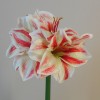 Artificial Amaryllis Red Cream 40cm - A031 HH4 Artificial Amaryllis Red Cream 40cm - A031 HH4
