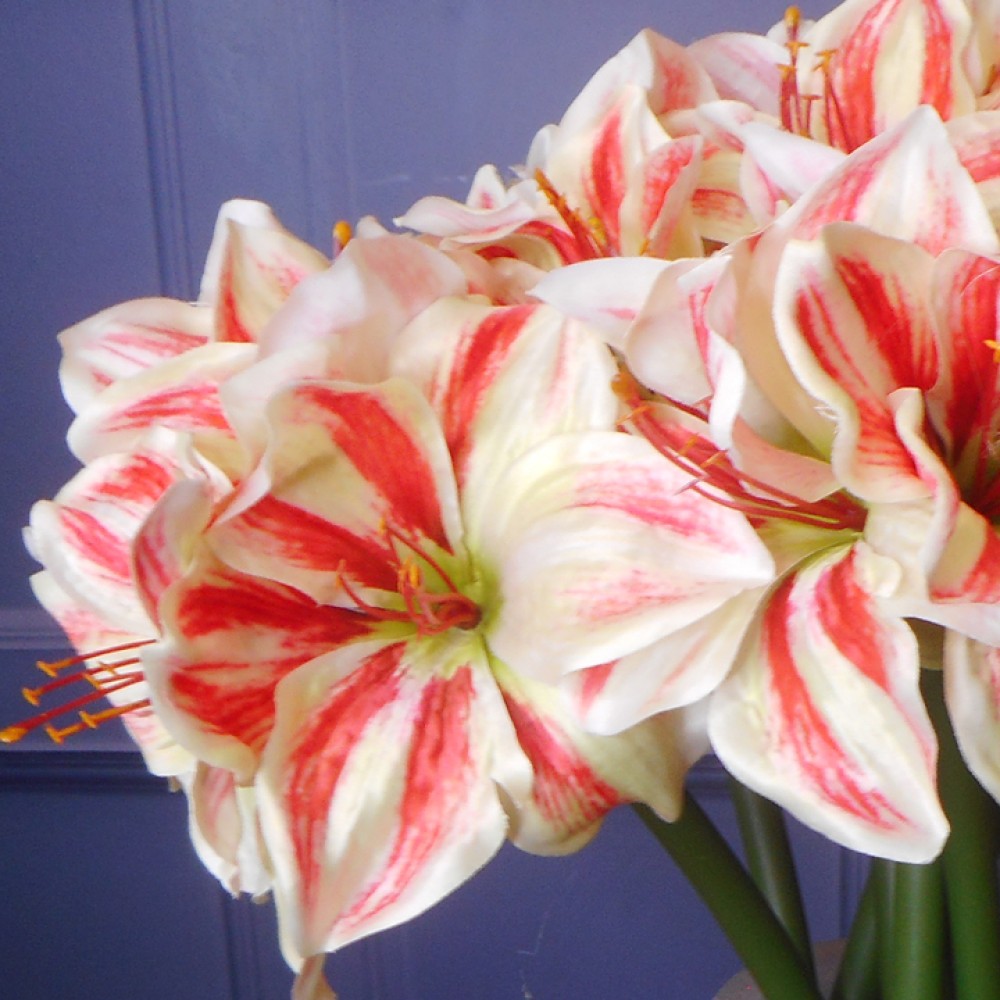 Artificial Amaryllis Red Cream 40cm | Silk Flowers