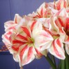 Artificial Amaryllis Red Cream 40cm - A031 HH4 Artificial Amaryllis Red Cream 40cm - A031 HH4
