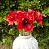 King Artificial Amaryllis Red 68cm - A030 A1