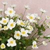 Artificial Japanese Anemones White 68cm - A097 