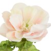 Sorbet Anemones Cream Peach 44cm - A100 A4 Sorbet Anemones Cream Peach 44cm - A100 A4
