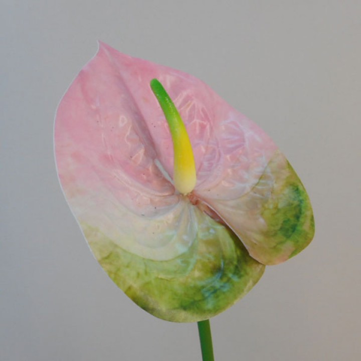 Anthuriums