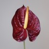 Artificial Anthurium Burgundy Red 70cm - A074 HH4