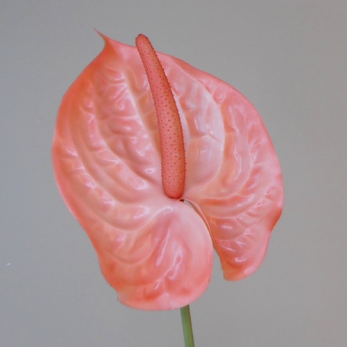 Artificial Anthurium Salmon Pink 70cm - A073 HH4