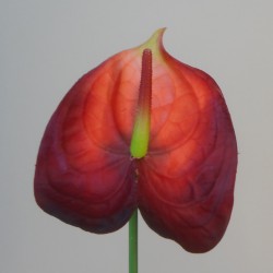 Real Touch Artificial Anthurium Red 67cm - A016a C2