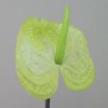 Artificial Anthurium Lime Green 75cm - A055 A2