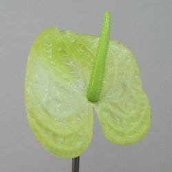 Artificial Anthurium Lime Green 75cm - A055 A2