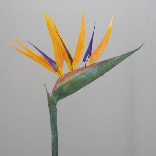 Artificial Birds of Paradise Large - B001 A3