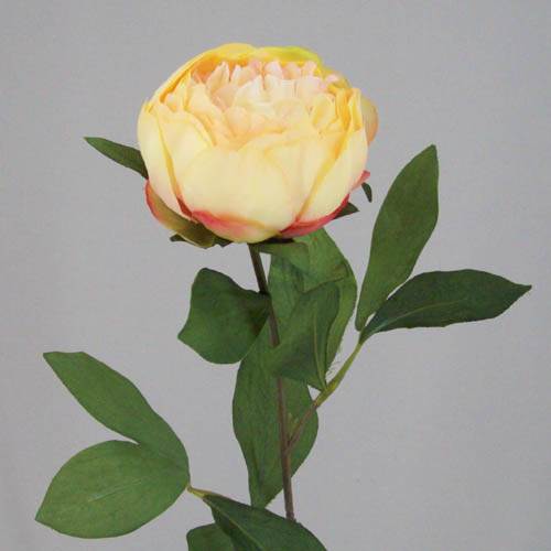 Peony Flowers Apricot 60cm - P043 J2