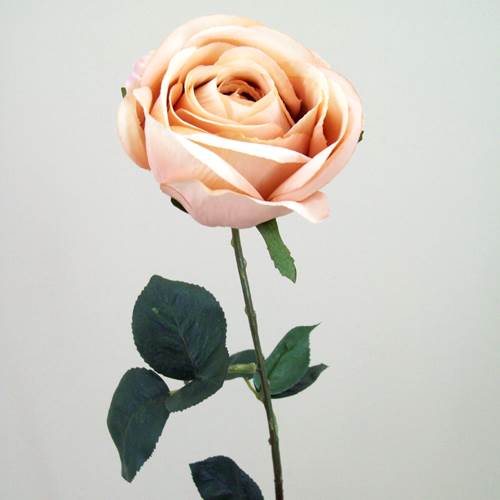 Artificial Roses High Arena Champagne Peach 60cm - R038 L2