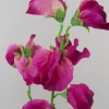 Artificial Sweet Peas Stem Hot Pink 49cm - S066 S2