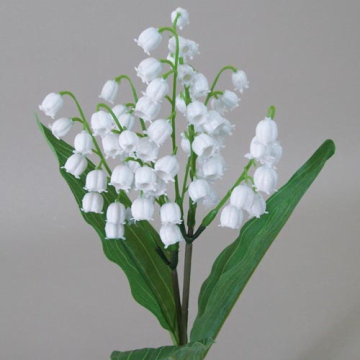 Lily of the Valley