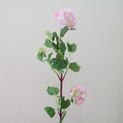 Silk Viburnum | Guelder Rose Pink - V014 R3