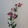 Artificial Astrantia Pink 50cm - A022 BX8