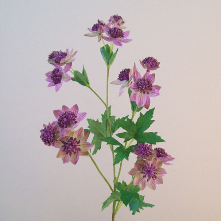 Astrantia Astrantia