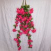 Trailing Bougainvillea Plant Hot Pink 122cm - B006 B1 Trailing Bougainvillea Plant Hot Pink 122cm - B006 B1