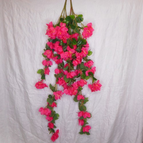 Trailing Bougainvillea Plant Hot Pink 122cm - B006 B1 Trailing Bougainvillea Plant Hot Pink 122cm - B006 B1