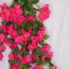 Trailing Bougainvillea Plant Hot Pink 122cm - B006 B1 Trailing Bougainvillea Plant Hot Pink 122cm - B006 B1