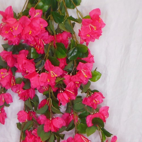 Trailing Bougainvillea Plant Hot Pink 122cm - B006 B1 Trailing Bougainvillea Plant Hot Pink 122cm - B006 B1