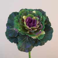 Ornamental Cabbages
