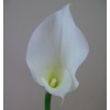 Artificial Calla Lilies Real Touch Large White 75cm - C160 