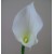 Artificial Calla Lilies Real Touch Large White 75cm - C160 