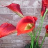 Artificial Calla Lily Red 71cm - L120 K1