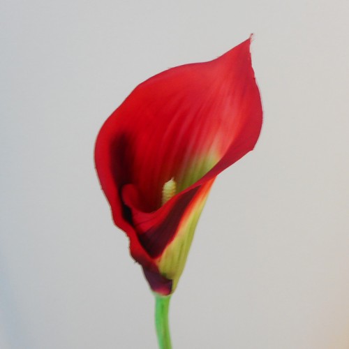 Artificial Calla Lily Red 71cm - L120 K1