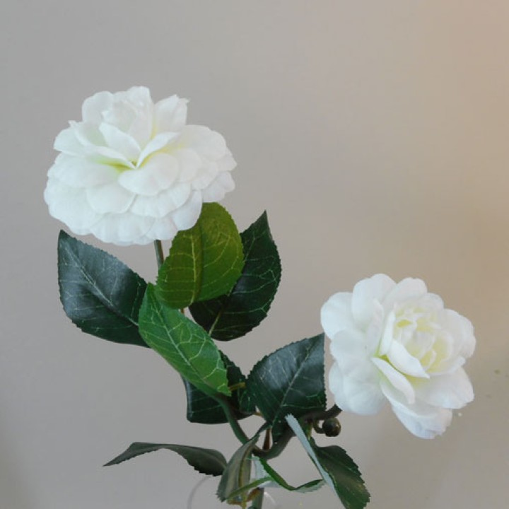 Camellias Camellias