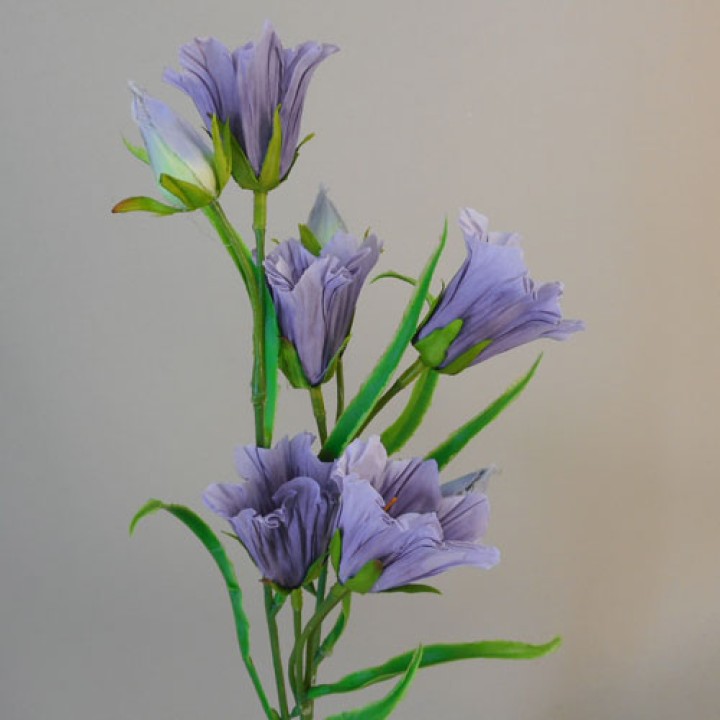 Campanula Campanula