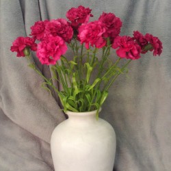 Silk Carnation Cerise Pink 60cm - C023 B3