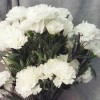Fleur Artificial Carnations Bunch White 45cm - C246 Fleur Artificial Carnations Bunch White 45cm - C246