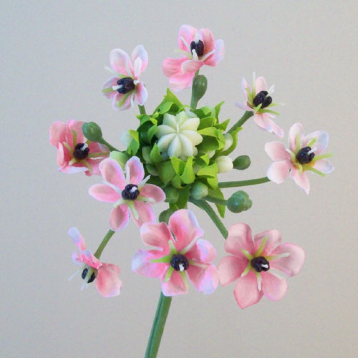 Chincherinchee