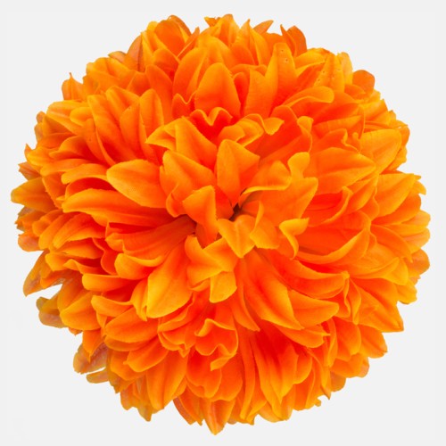 Artificial Chrysanthmeum Orange Heads Only 19cm - C199 EE2 Artificial Chrysanthmeum Orange Heads Only 19cm - C199 EE2