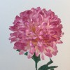 Artificial Pompom Chrysanthemum Dusky Pink 80cm - C191 A3 Artificial Pompom Chrysanthemum Dusky Pink 80cm - C191 A3