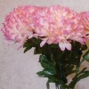 Artificial Pompom Chrysanthemum Dusky Pink 80cm - C191 A3 Artificial Pompom Chrysanthemum Dusky Pink 80cm - C191 A3