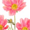 Carousel Cosmos Coral Pink 'Fruit Salad' 64cm - C120 C1