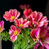Carousel Cosmos Coral Pink 'Fruit Salad' 64cm - C120 C1