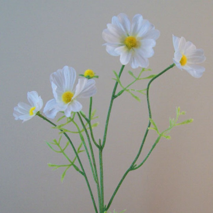 Cosmos Cosmos