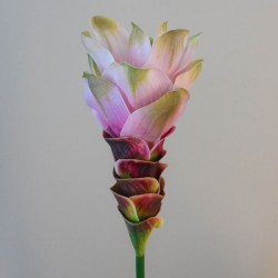 Artificial Curcuma Longa | Turmeric Flower Pale Pink 65cm - T031 Q2