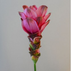 Artificial Curcuma Longa | Turmeric Flower Pink 65cm - T032 Q4